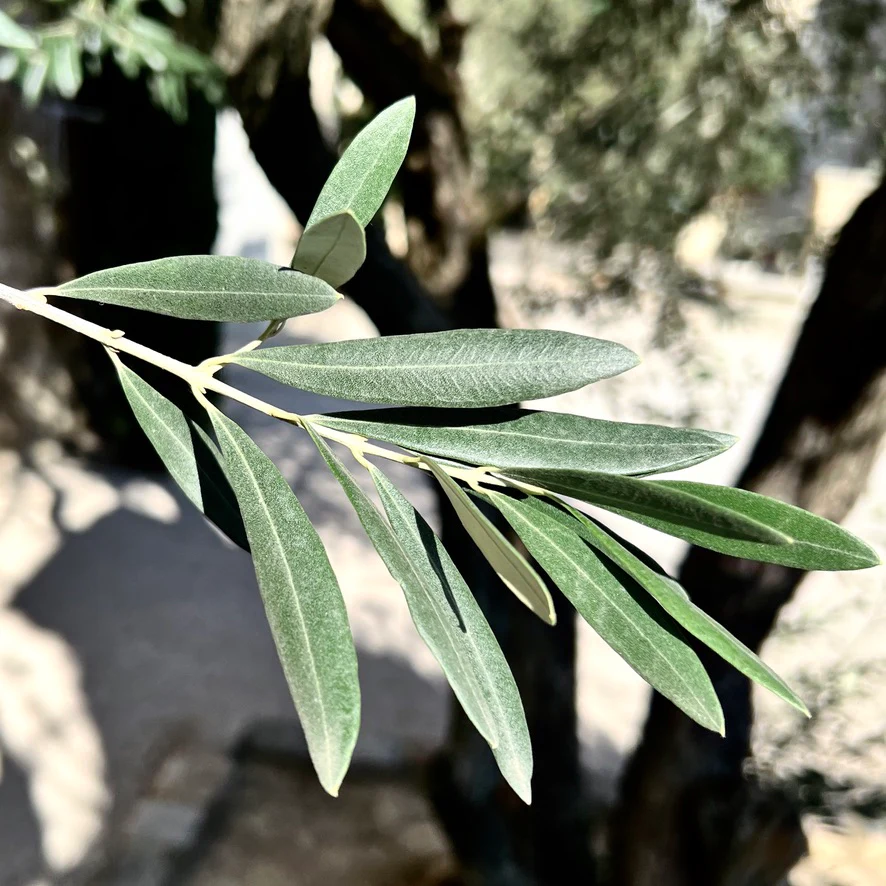 OLIVE THEME - Image 4